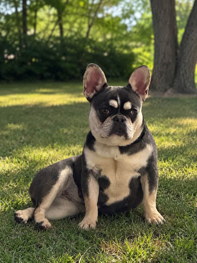 French Bulldog ( Furry Big rope Isabella) media 7