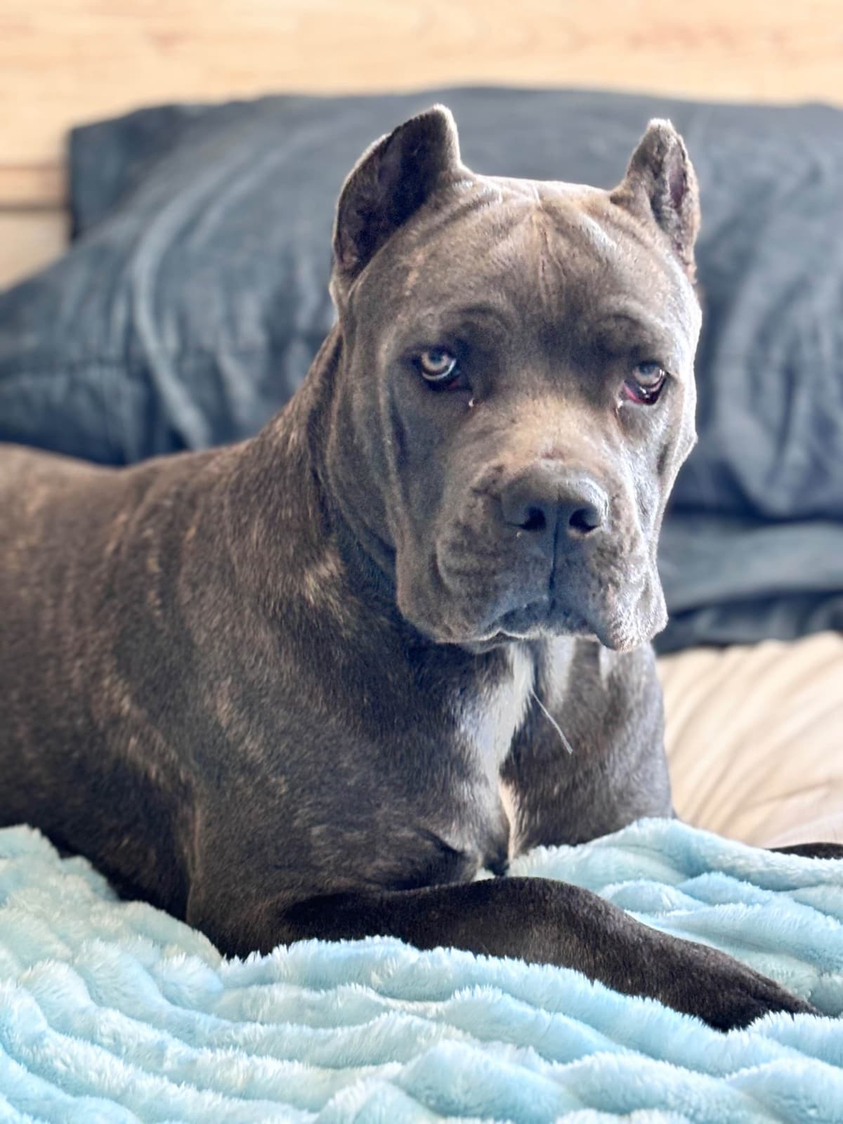 Cane Corso Puppies breeder image 3