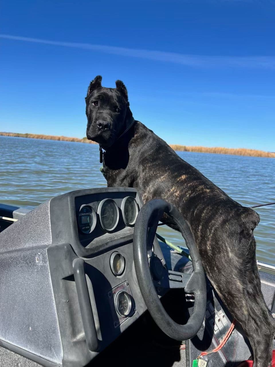 Cane Corso Puppies breeder image 4