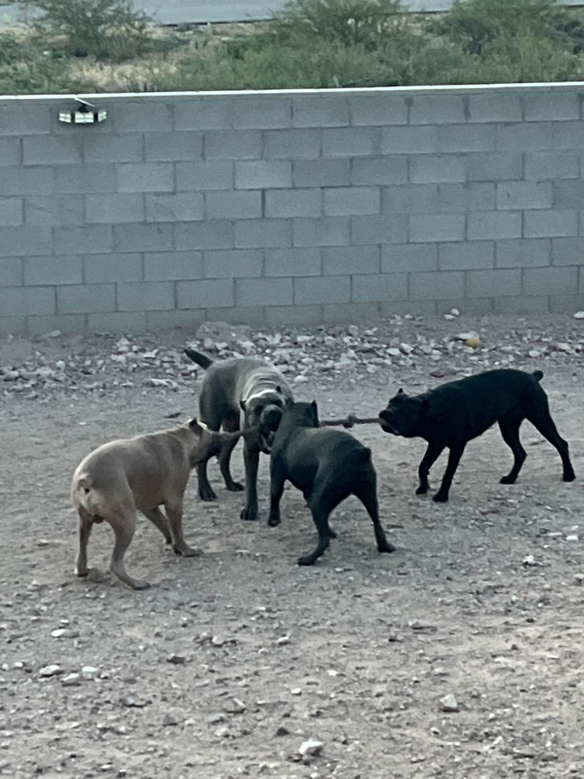 Cane Corso Puppies breeder image 5