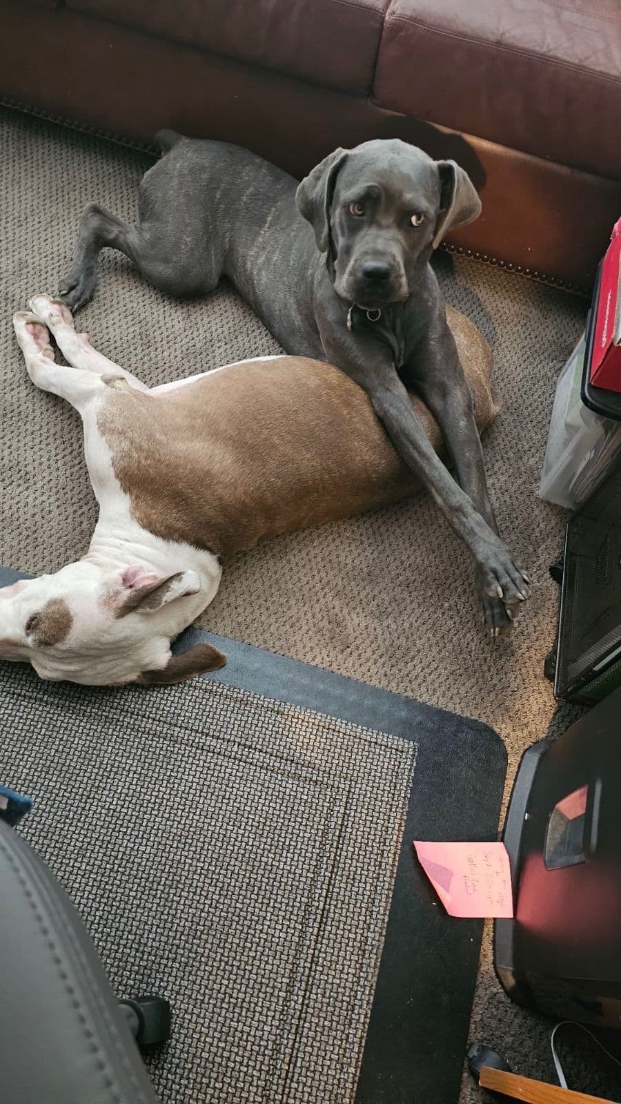 Cane Corso Puppies breeder image 6