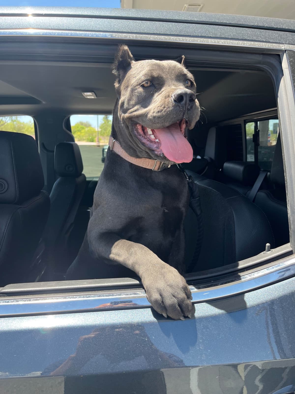 Cane Corso Puppies breeder image 7