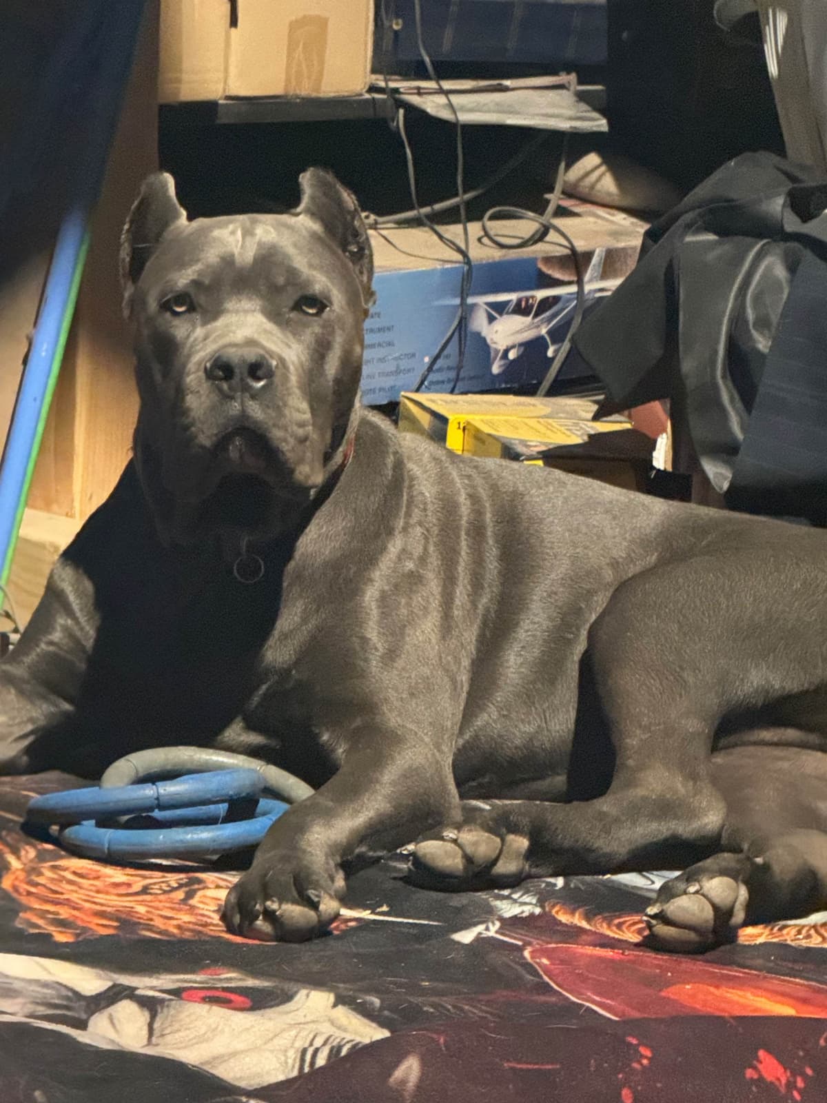 Cane Corso Puppies breeder image 8