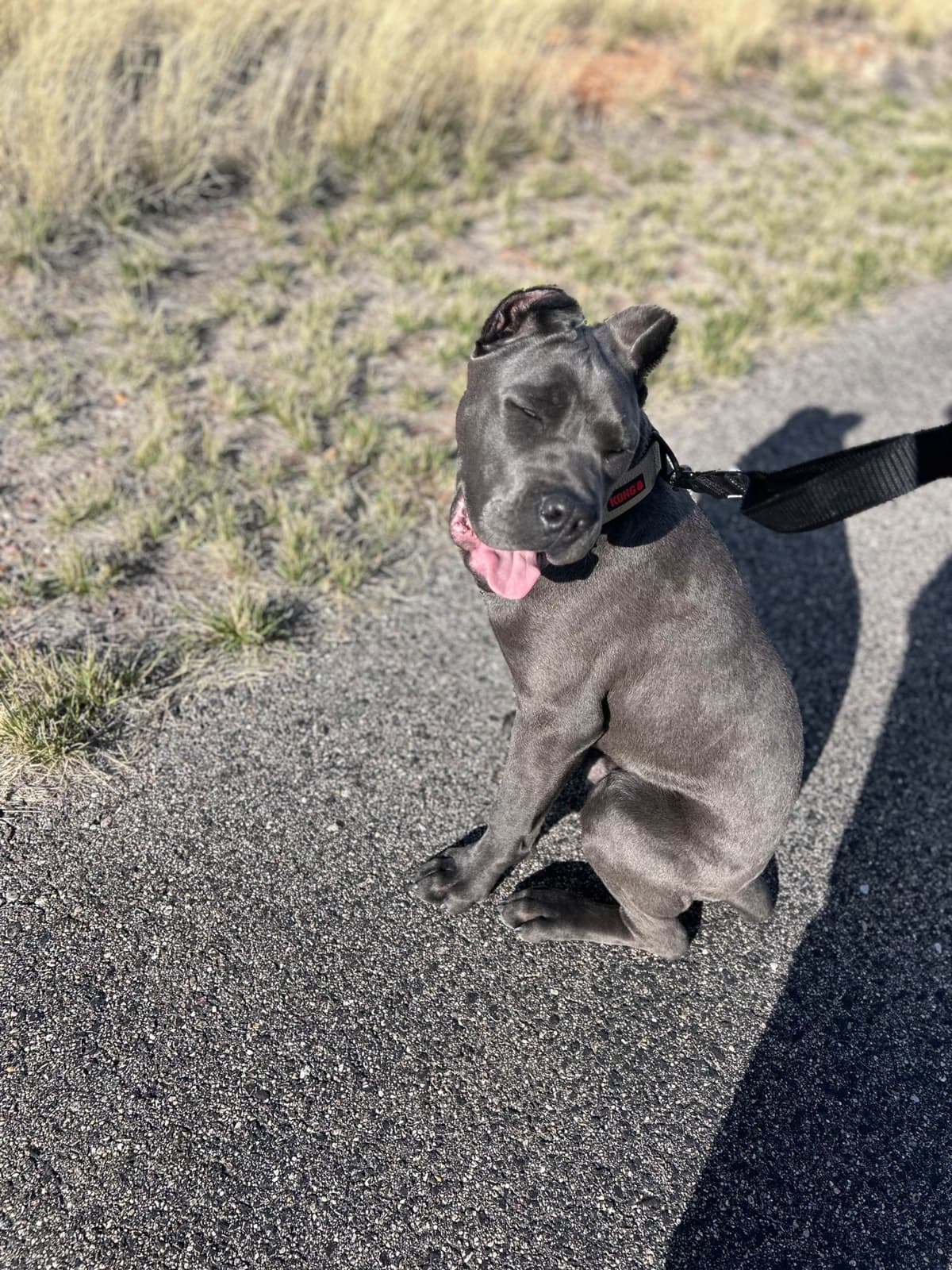 Cane Corso Puppies breeder image 10