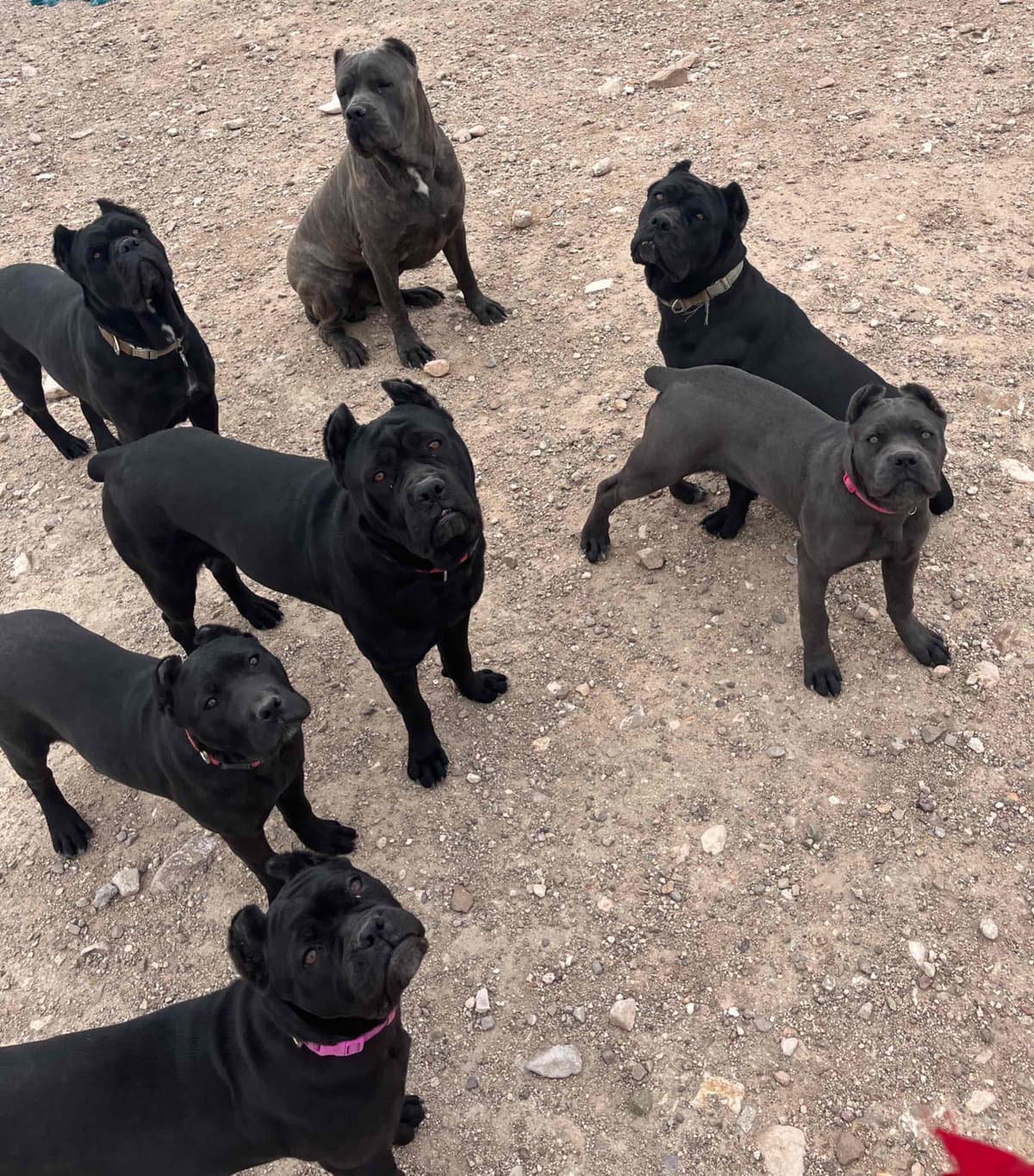 Cane Corso Puppies breeder image 9