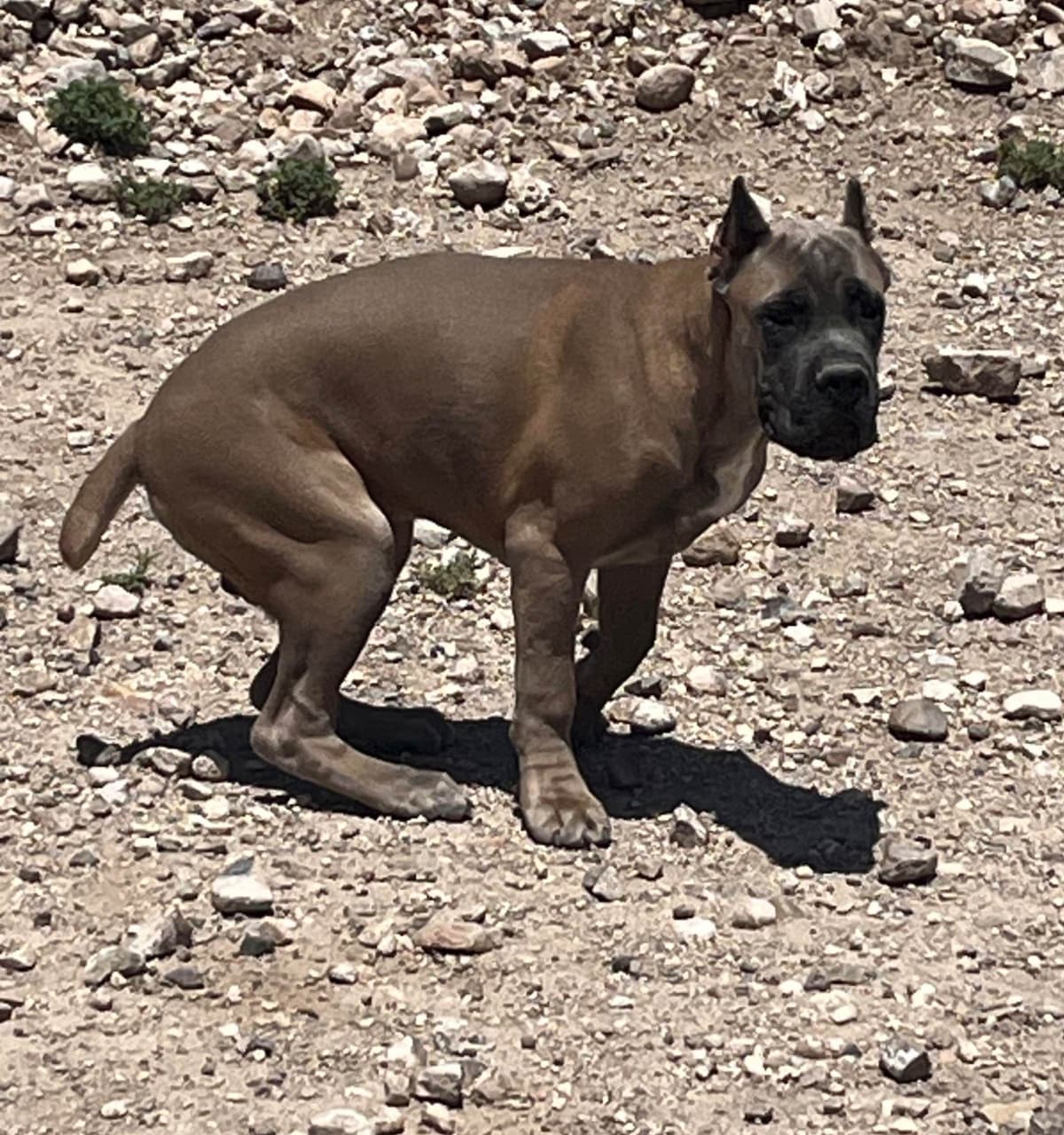 Cane Corso Puppies breeder image 12