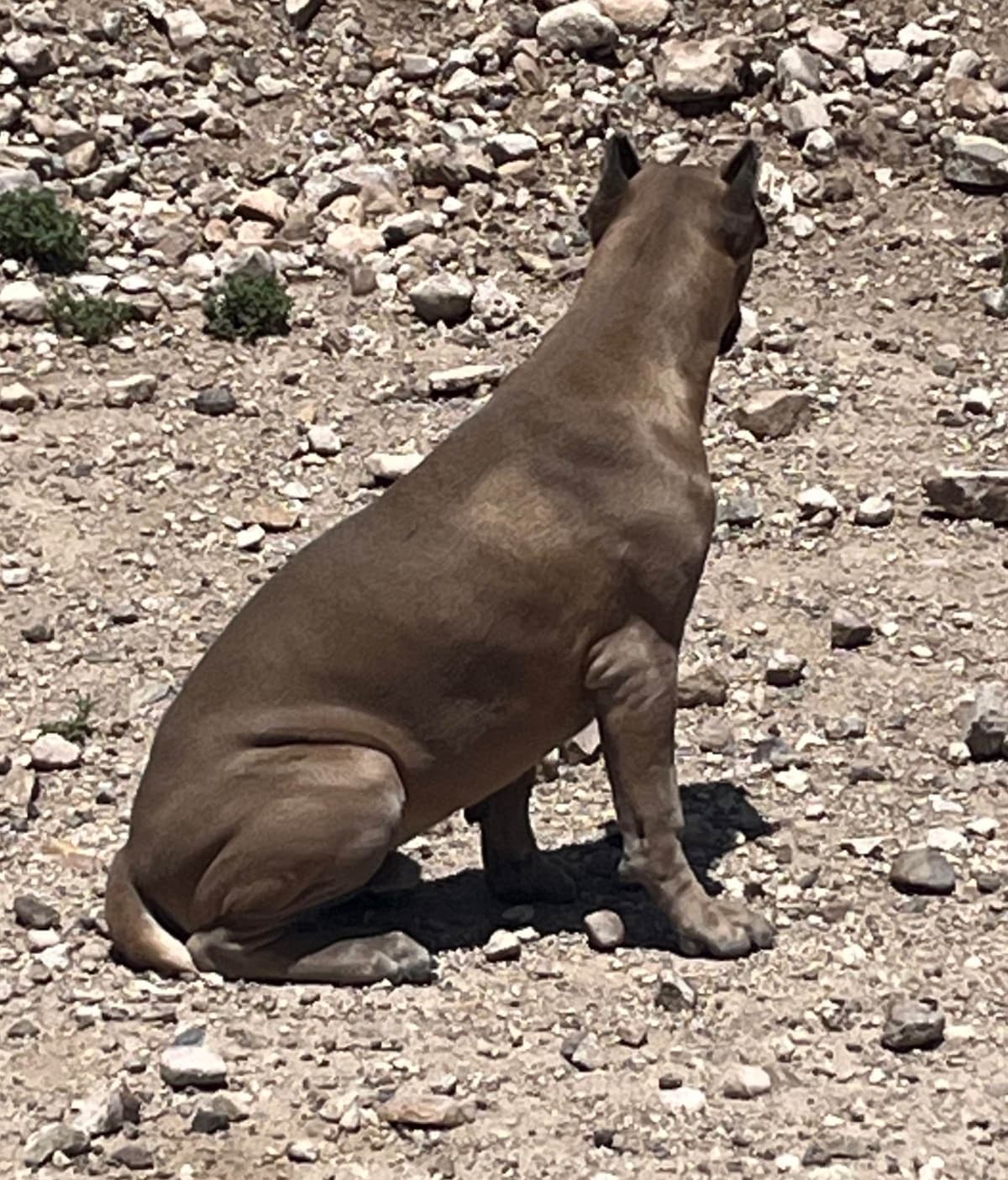 Cane Corso Puppies breeder image 11