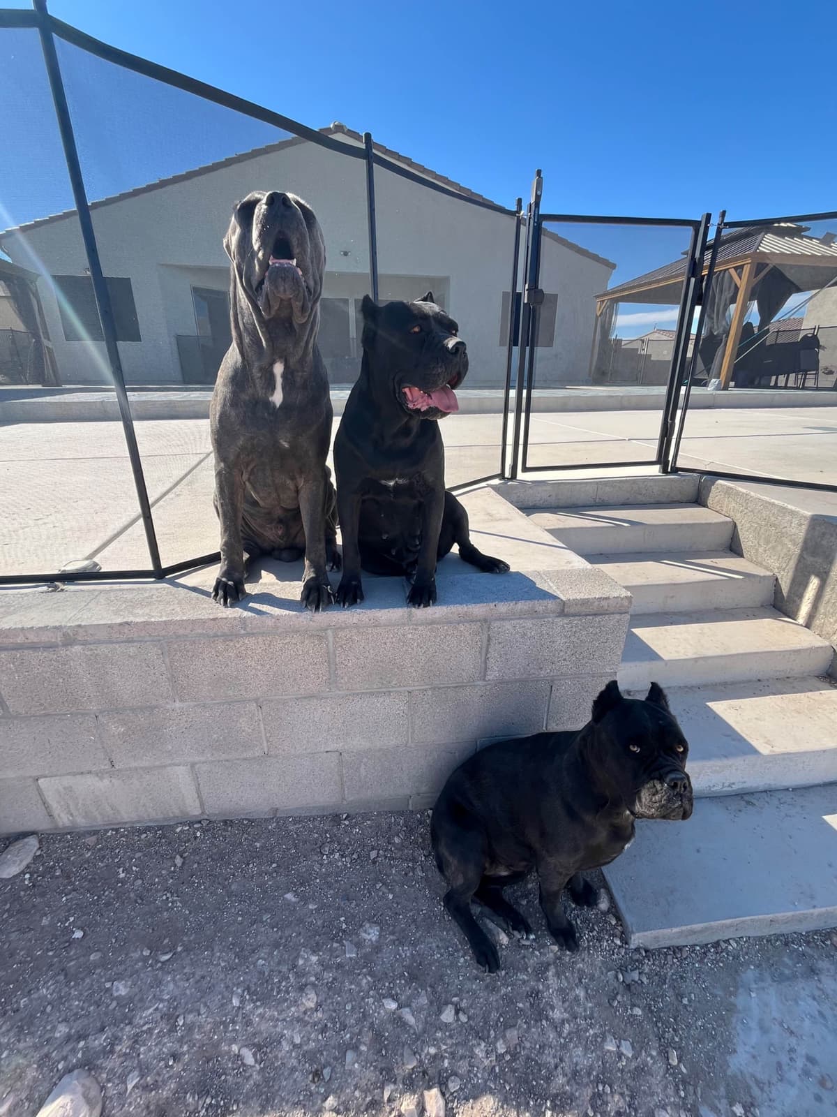 Cane Corso Puppies breeder image 13