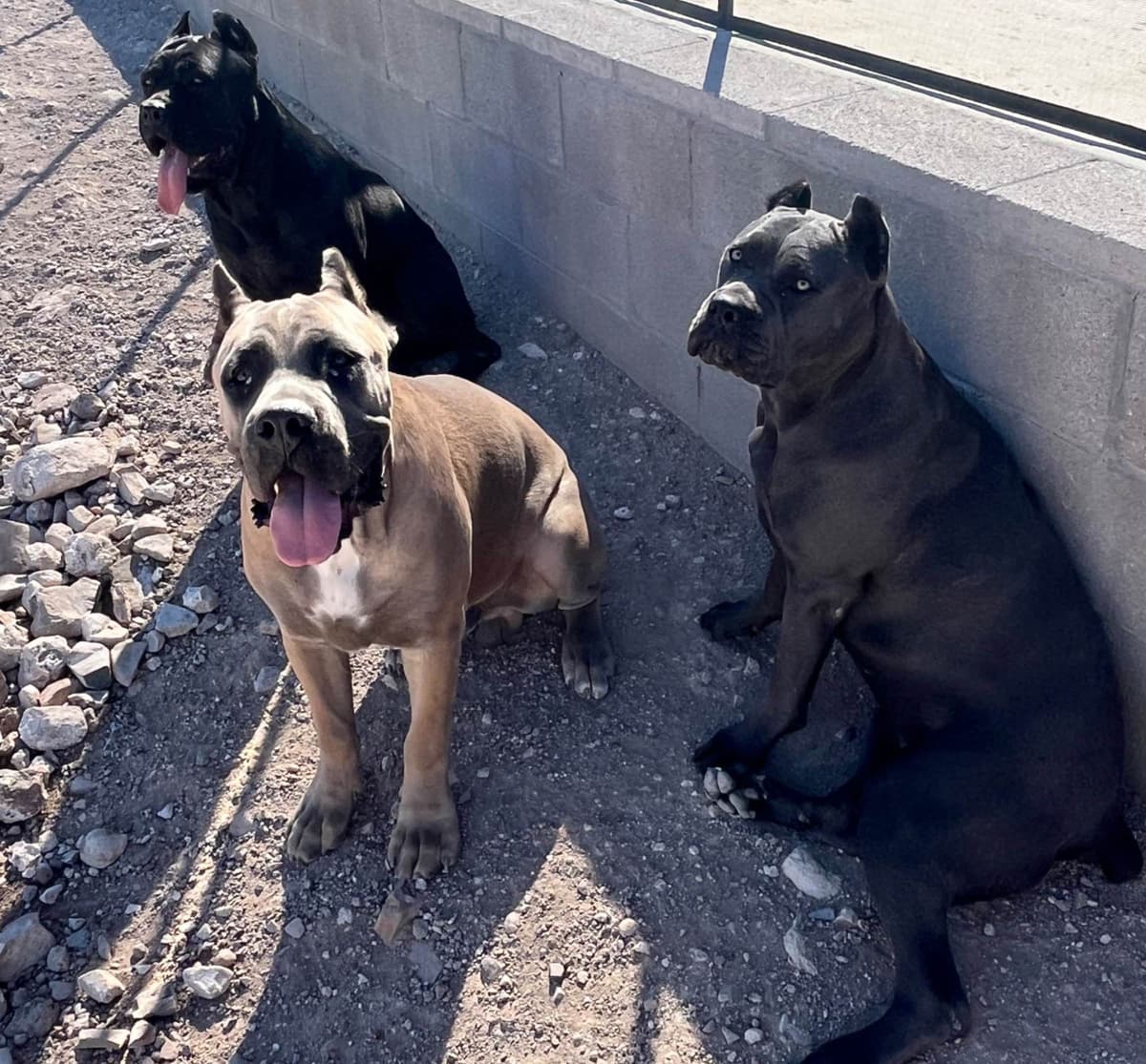 Cane Corso Puppies breeder image 17