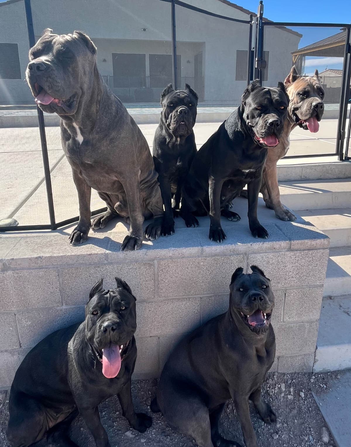 Cane Corso Puppies breeder image 2