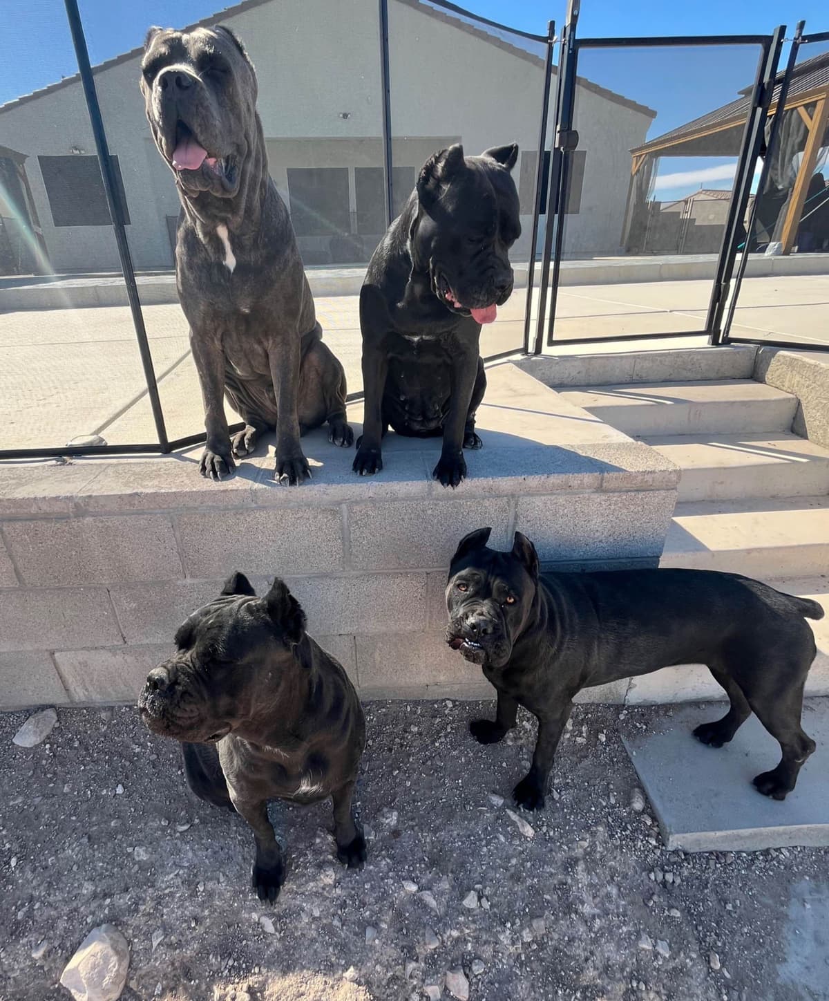 Cane Corso Puppies breeder image 16