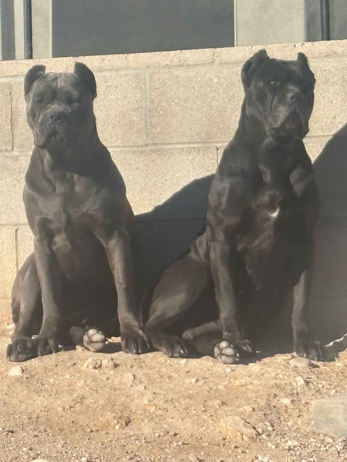 Cane Corso Puppies breeder image 18