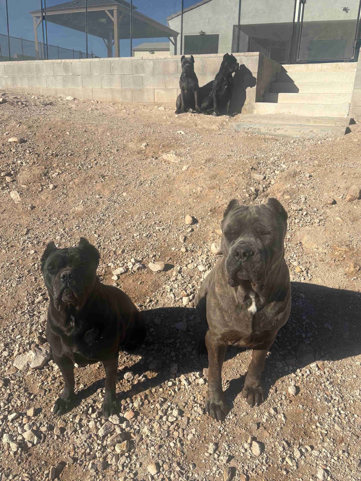 Cane Corso Puppies breeder image 20