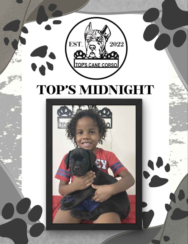 Cane Corso Puppies media 2
