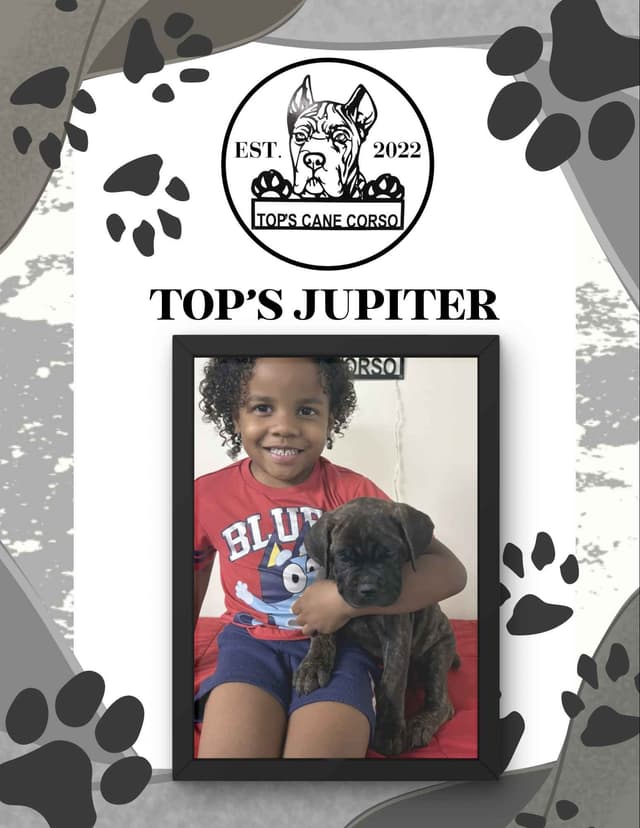 Cane Corso Puppies media 6