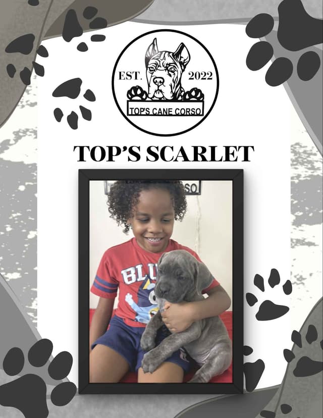 Cane Corso Puppies media 3