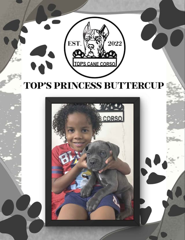 Cane Corso Puppies media 4