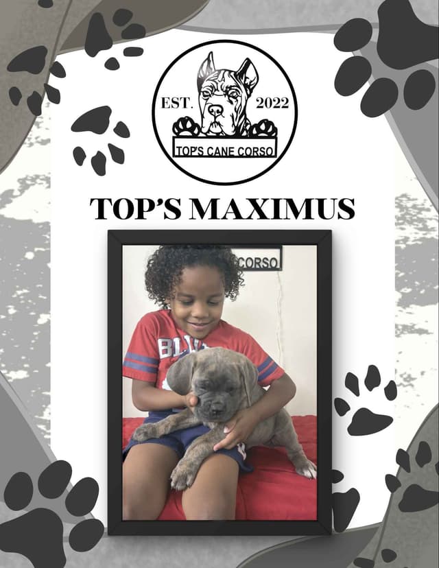 Cane Corso Puppies media 7