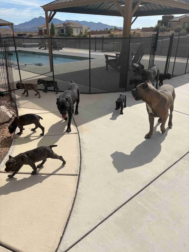 Cane Corso Puppies media 9