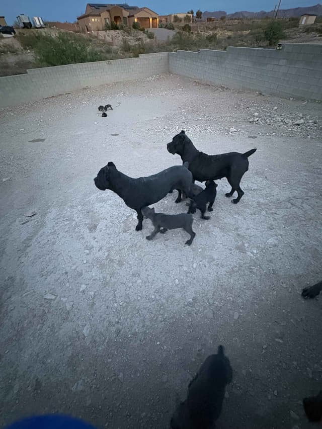 Cane Corso Puppies media 10