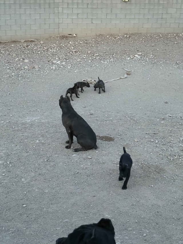 Cane Corso Puppies media 11