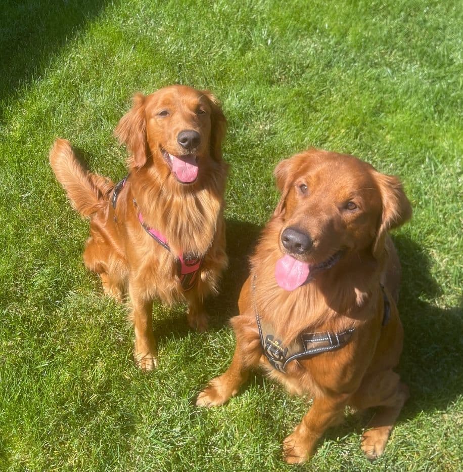 Golden Retriever Puppies breeder image 1