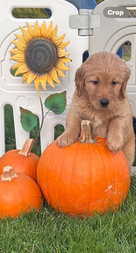 Golden Retriever Puppies breeder image 3