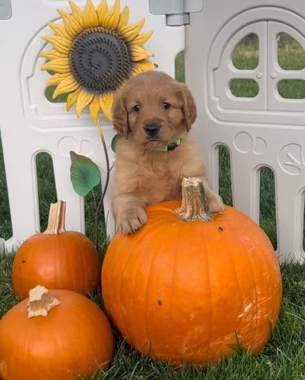 Golden Retriever Puppies breeder image 4