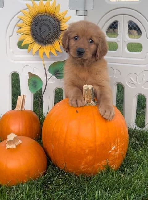 Golden Retriever Puppies breeder image 5