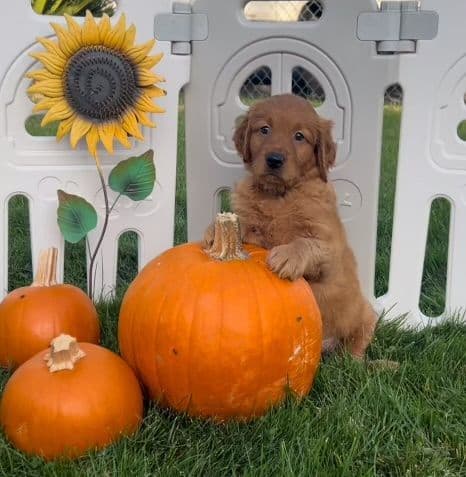 Golden Retriever Puppies breeder image 6
