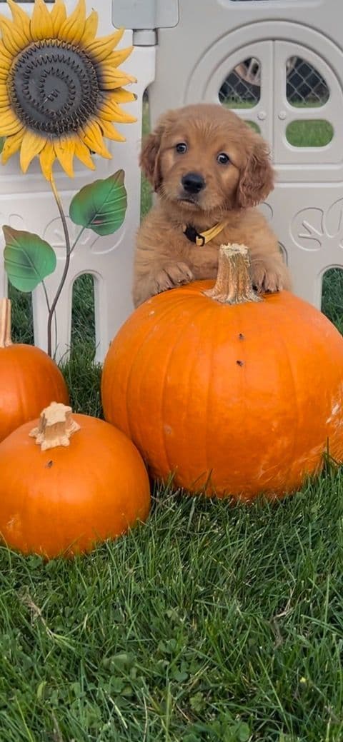 Golden Retriever Puppies breeder image 7