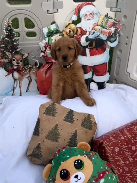 Golden Retriever Puppies breeder image 11