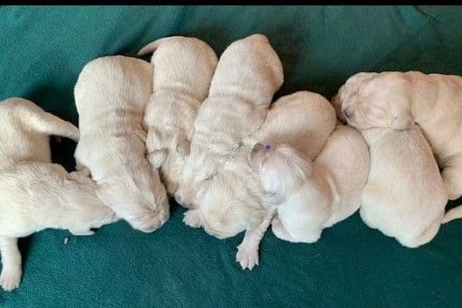Golden Retriever Puppies breeder image 1