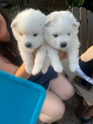 American Eskimo Dog Puppies media 2