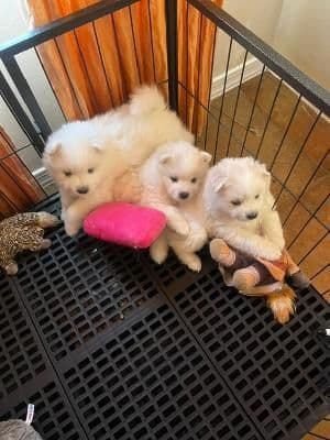 American Eskimo Dog Puppies media 3