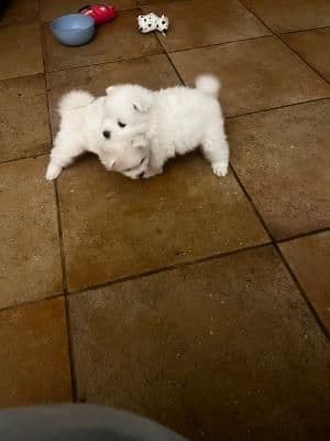 American Eskimo Dog Puppies media 4