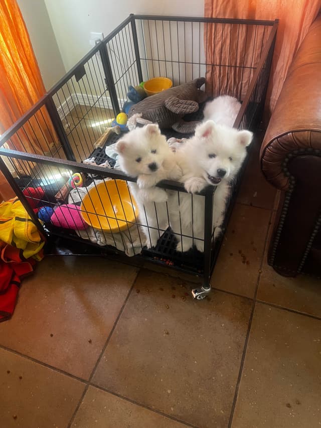American Eskimo Dog Puppies media 5