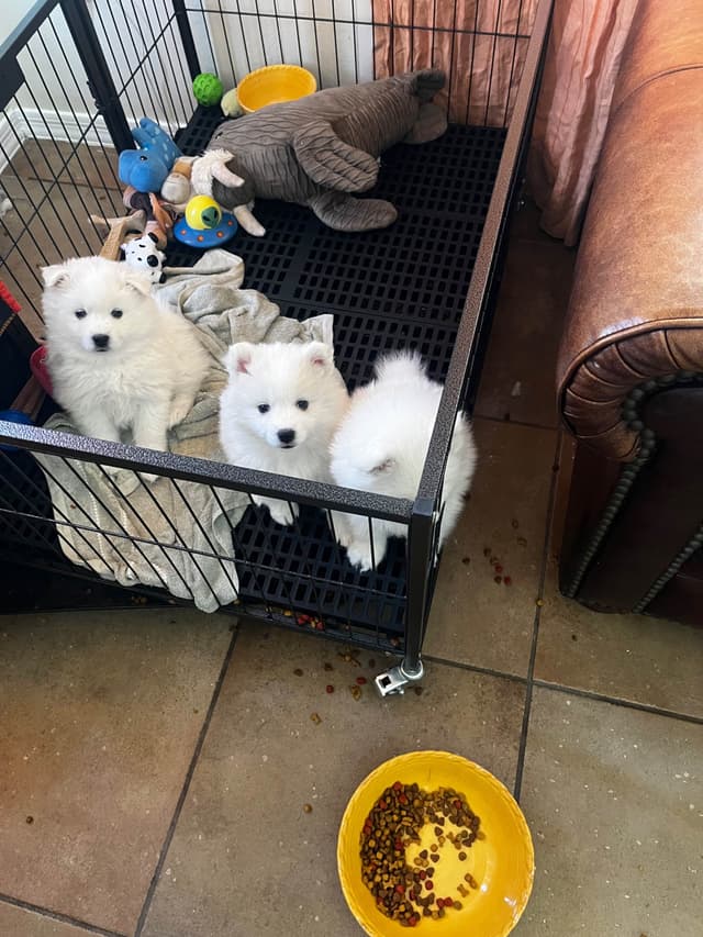 American Eskimo Dog Puppies media 6
