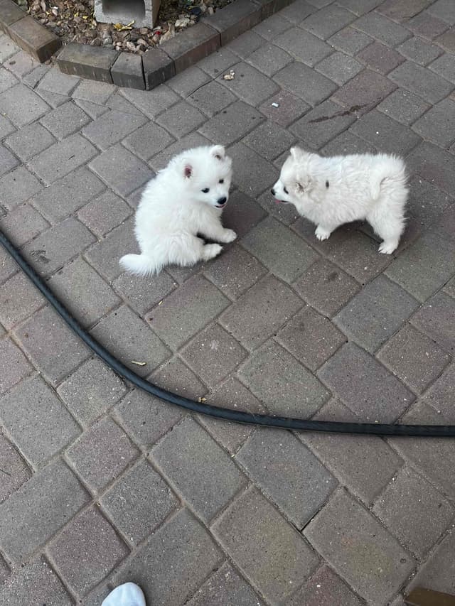 American Eskimo Dog Puppies media 8
