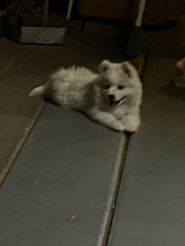 American Eskimo Dog Puppies media 10