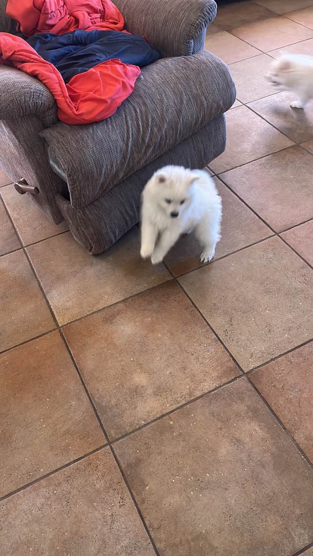 American Eskimo Dog Puppies media 9