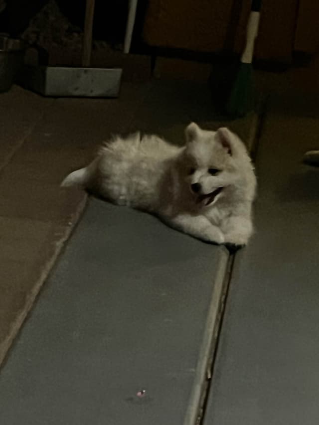 American Eskimo Dog Puppies media 11