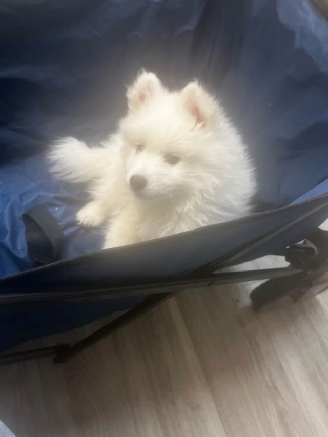American Eskimo Dog Puppies media 12