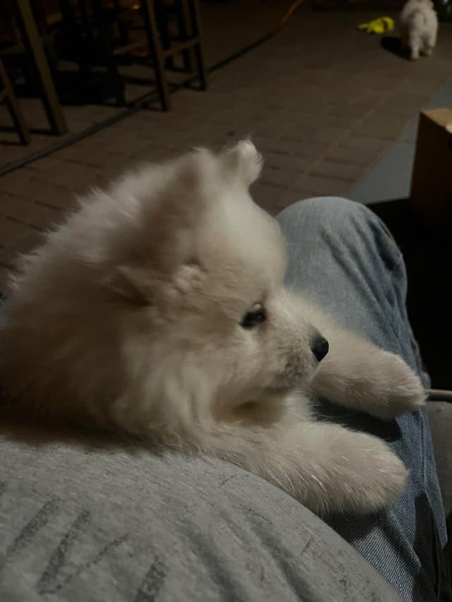 American Eskimo Dog Puppies media 13