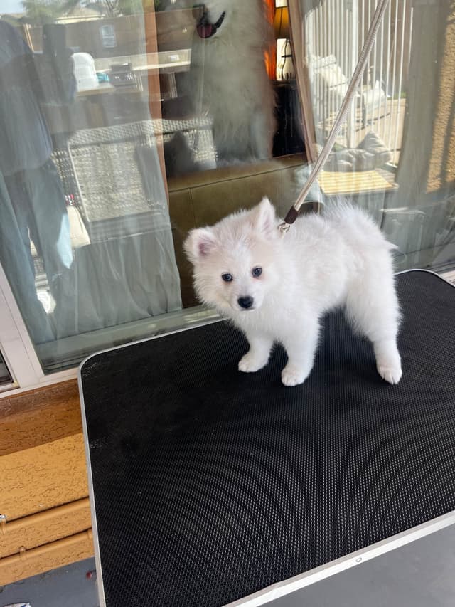 American Eskimo Dog Puppies media 14