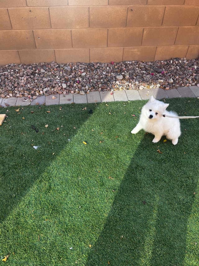 American Eskimo Dog Puppies media 16