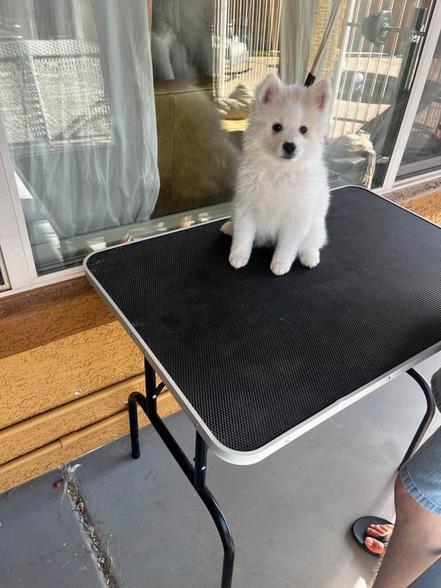 American Eskimo Dog Puppies media 17