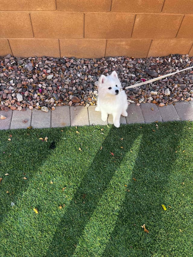 American Eskimo Dog Puppies media 15
