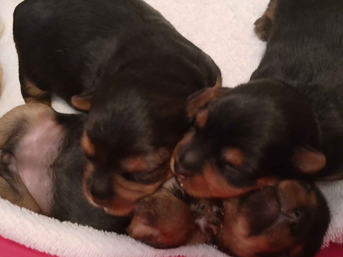 Yorkshire Terrier Puppies breeder image 5
