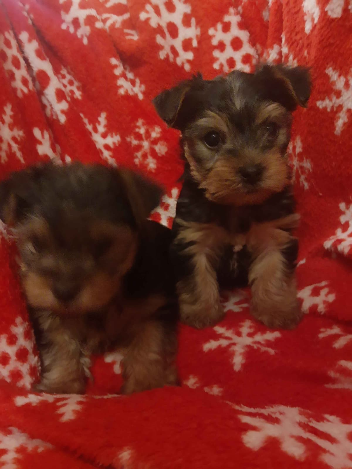 Yorkshire Terrier Puppies breeder image 6
